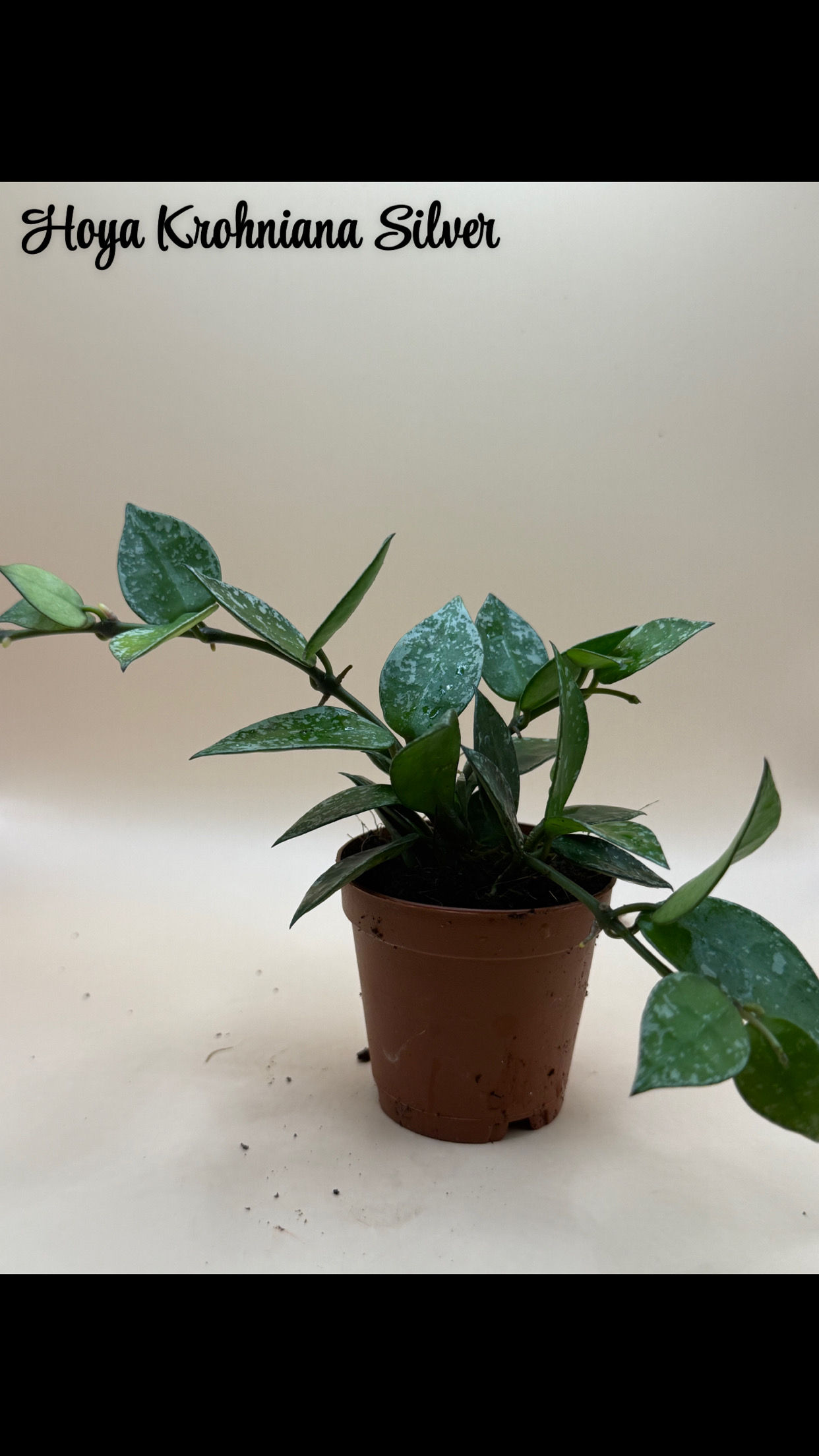 Hoya Krohniana Silver 2"