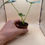 Thumbnail: Alocasia Shields 2"