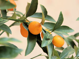 金柑