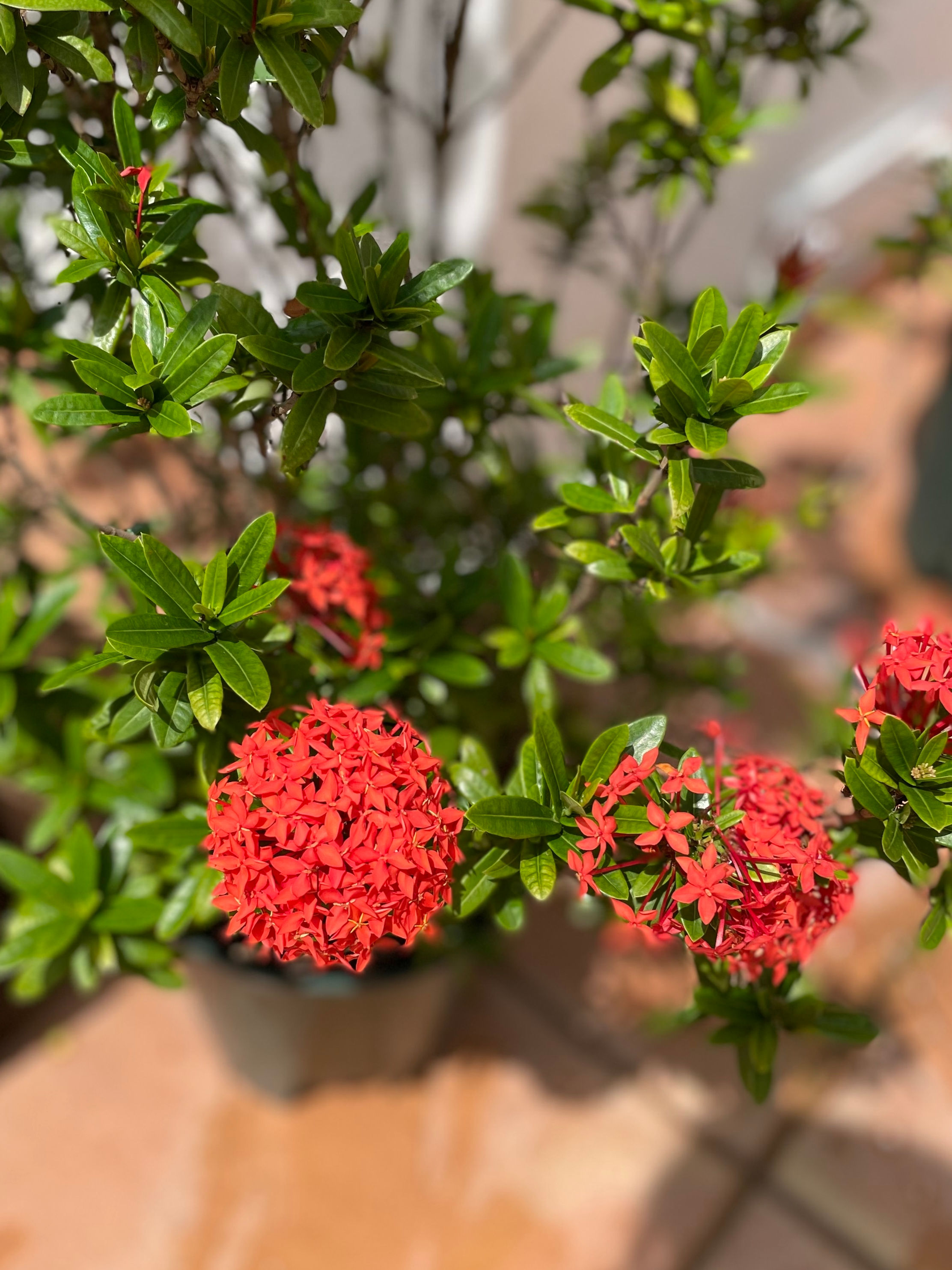 Ixora Flower Potted Plant
