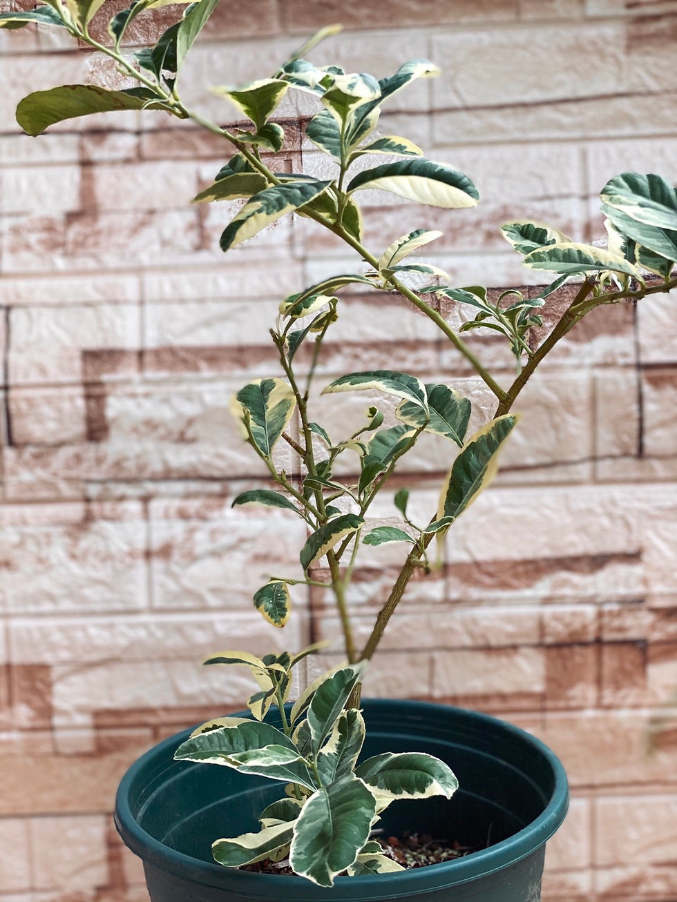 Thumbnail: Variegated Eureka Lemon Potted Plant