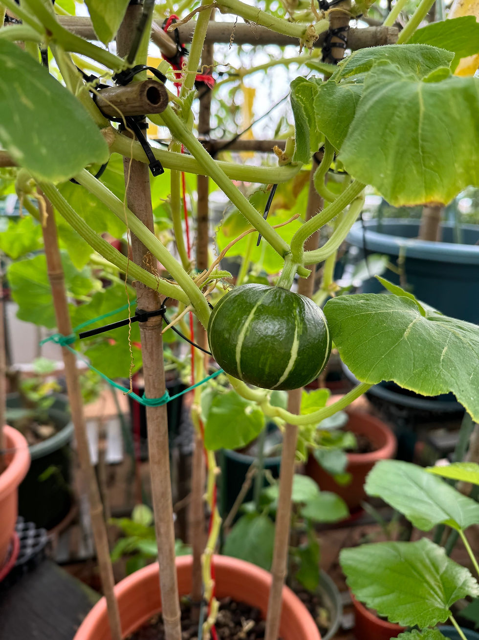 Thumbnail: Fruiting Bei Bei Pumpkin Potted Plant