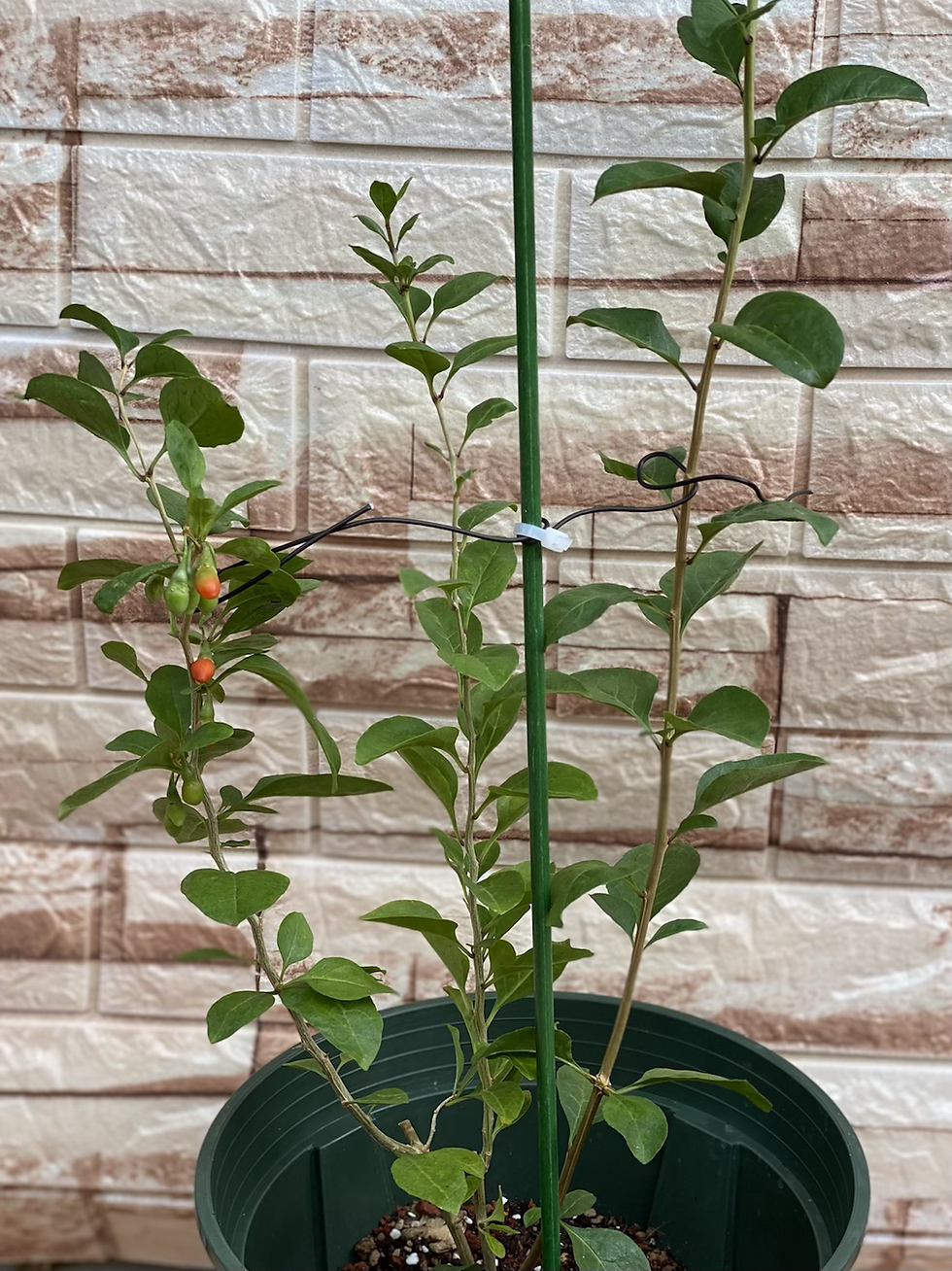 Thumbnail: Fruiting Red Goji-berry (Wolfberry) Potted Plant