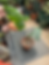 Thumbnail: Philodendron Golden Dragon (Lime Fiddle) House Plant #011