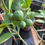 Thumbnail: Grafted Meyer Lemon Potted Plant