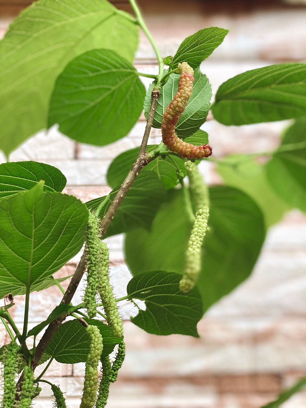 Thumbnail: Fruiting Himalayan Mulberry (Morus Macroura) Potted Plant (Rare)