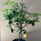 Thumbnail: Fruiting Amalfitano Sfusato Limone/ Italian Amalfi Lemon Potted Plant