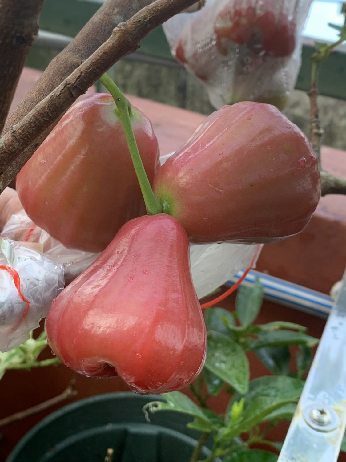 Fruiting Taiwanese Red Rose Apple/ Jambu Air Potted Plant