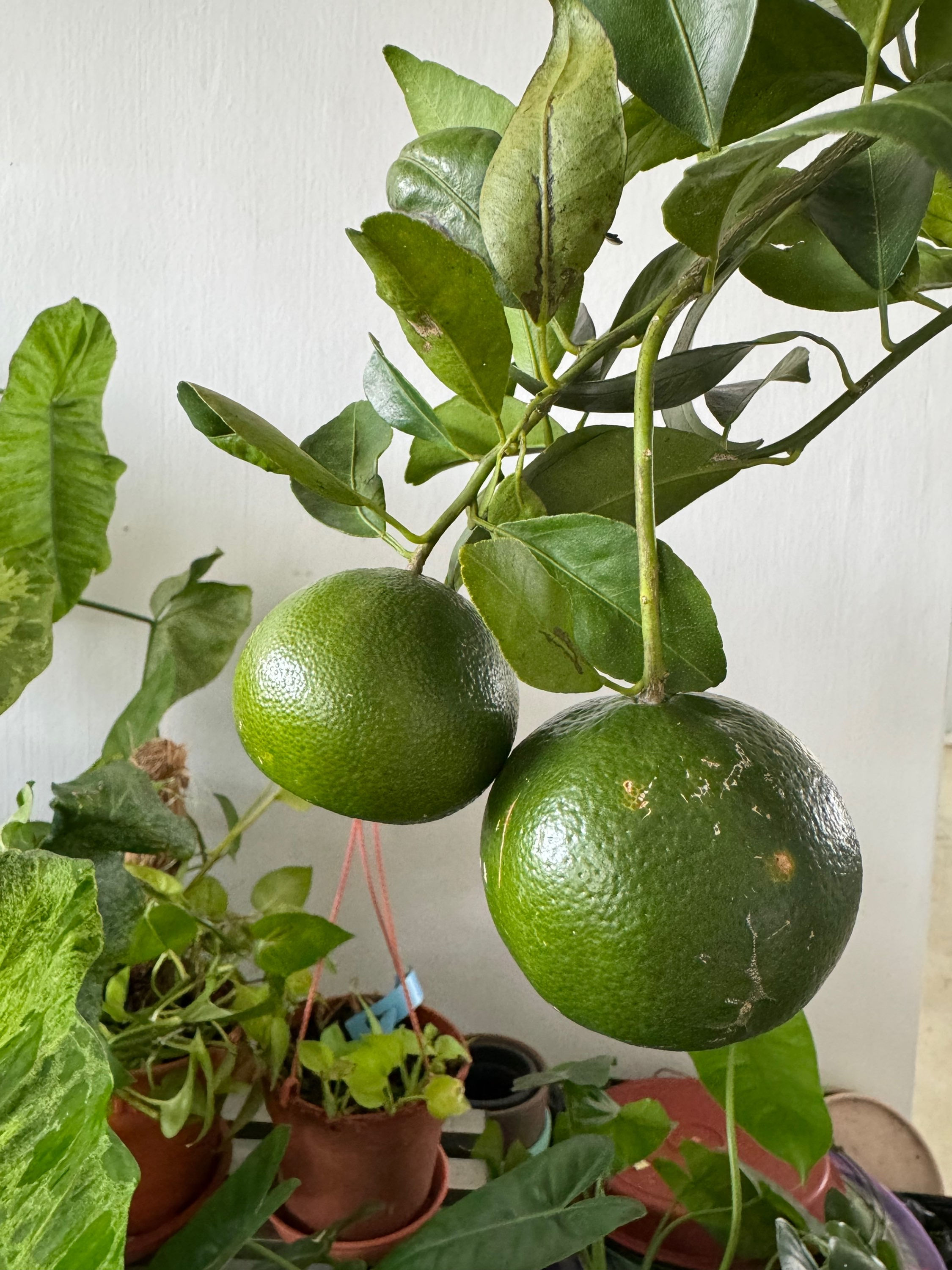 Fruiting Bang Mot/Bang Mod Thailand Tangerine Orange Potted Plant