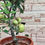 Thumbnail: Fruiting Apple Potted Plant