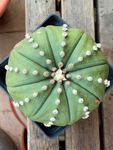 monstera efeutute Monstera Deliciosa XL, Efeutute Scindapsus Pictus Trebie, Marble Queen   vielgrn