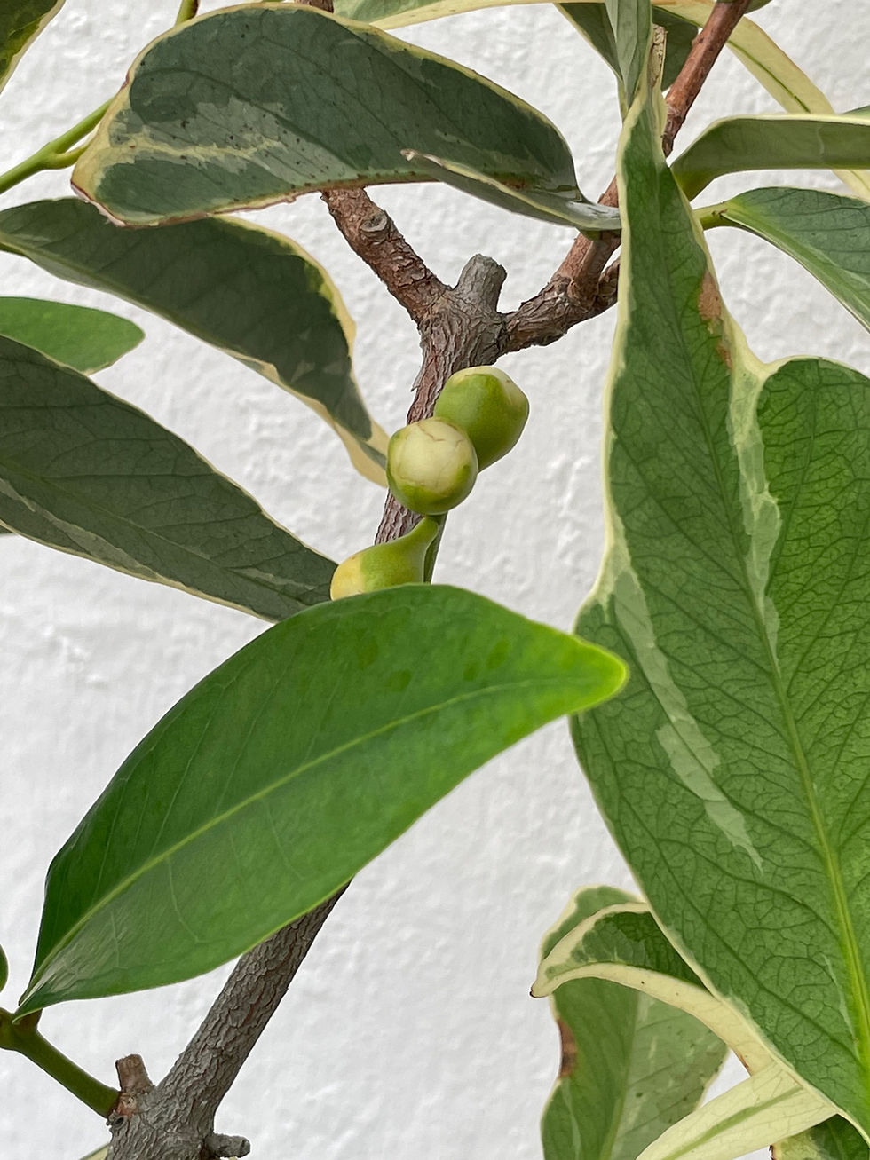 Thumbnail: Variegated Rose Apple/ Jambu Air Potted Plant