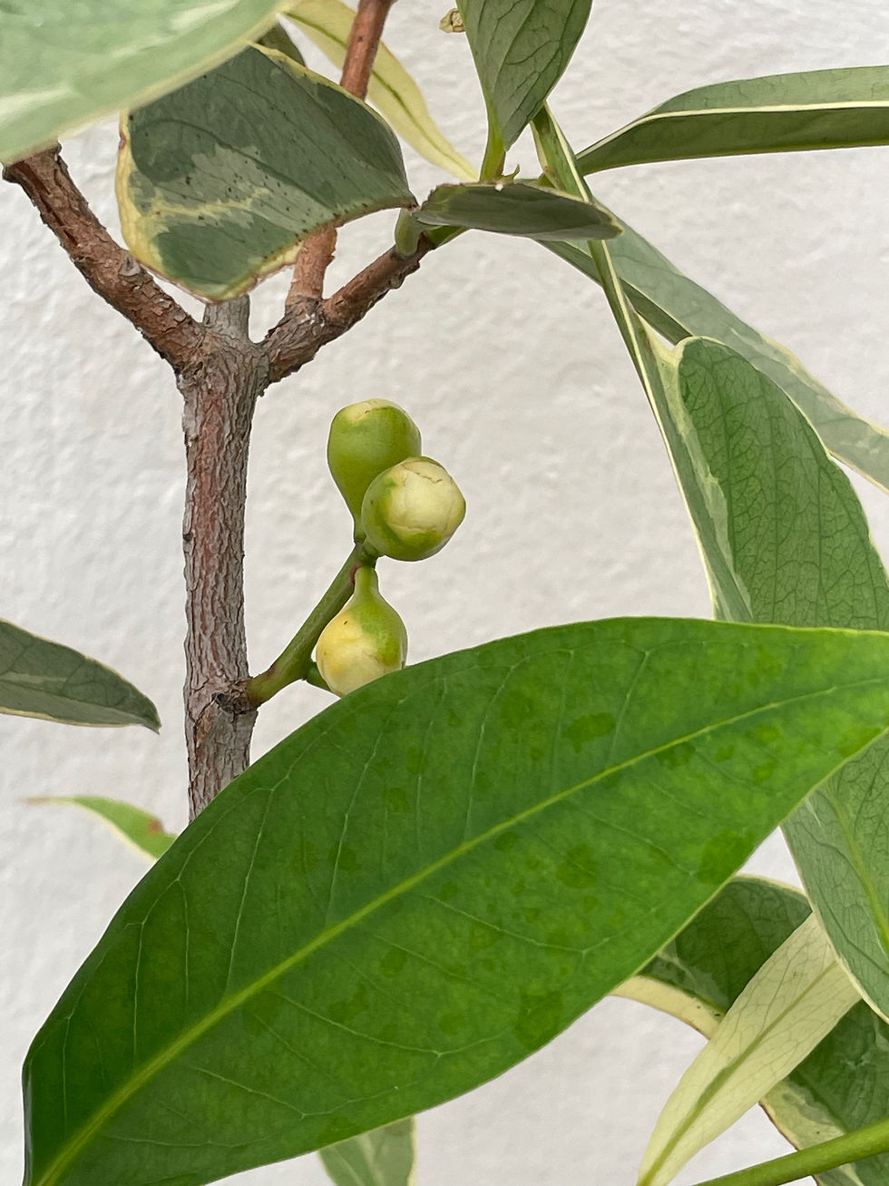 Thumbnail: Variegated Rose Apple/ Jambu Air Potted Plant