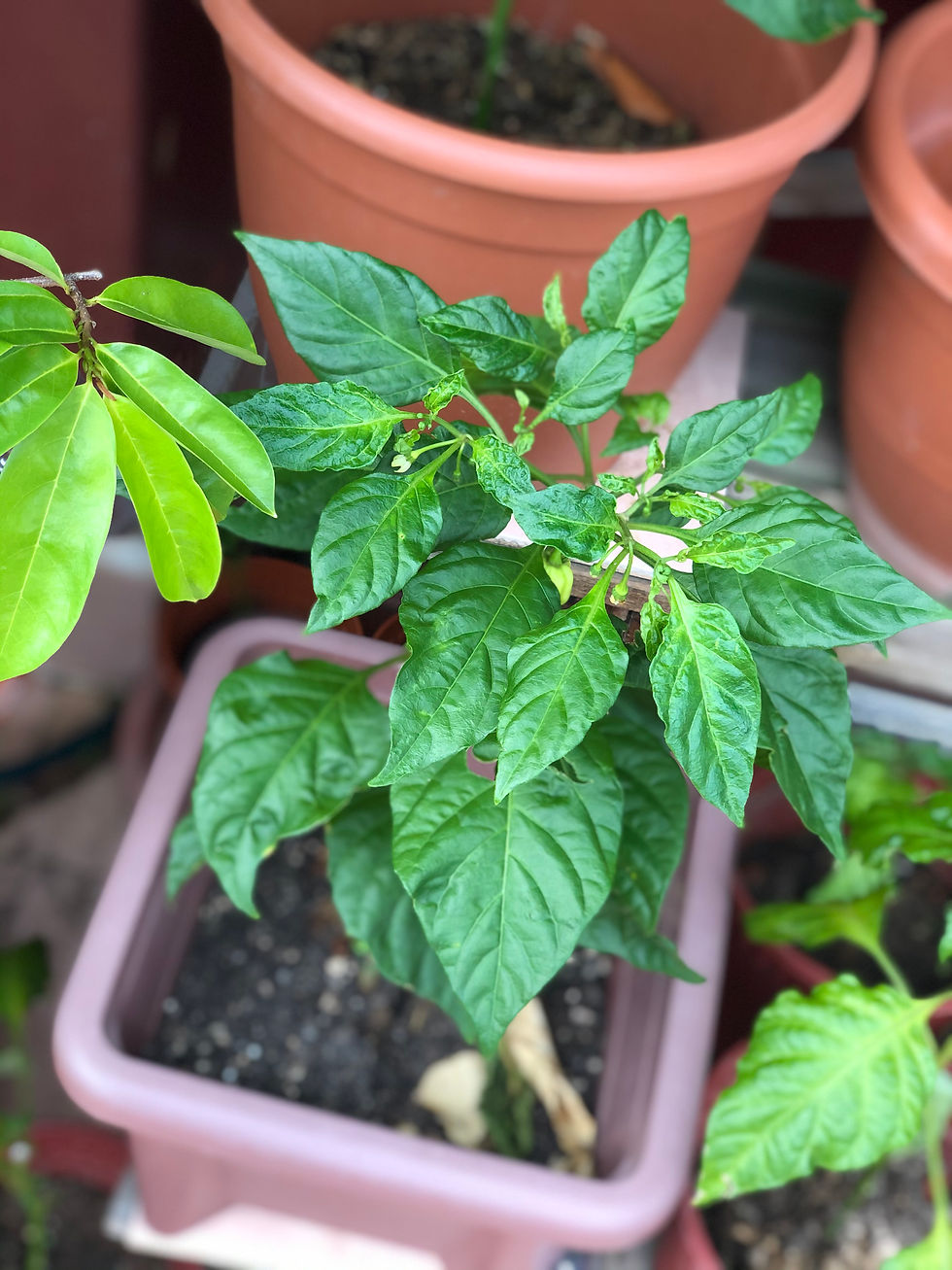 Thumbnail: Red Habanero Chilli Pepper Potted Plant