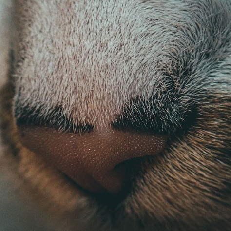 Close-up macro of a cat's nose