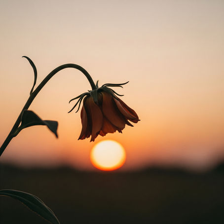 A soft, muted image of a slightly drooping flower, symbolizing a gentle decline in standards and a call for kindness and improvement.