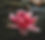 flower lotus blood Zoltan Tasi_edited_edited.jpg