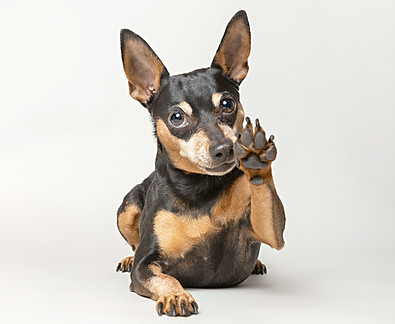 amie-barron-hz_BchTSLX8-unsplash Chihuahua black brown Smaller.jpg