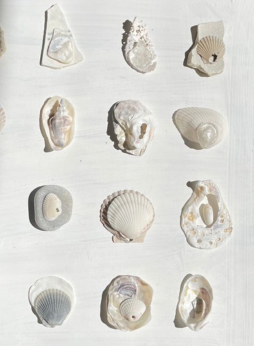Layered Shell Artwork | Shell Collection