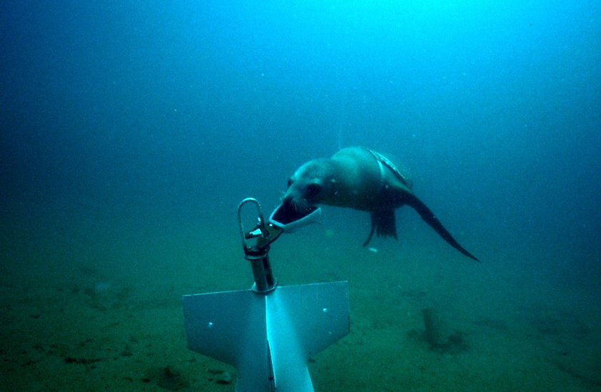 NMMP_Sea_Lion_Recovering_Test_Object.jpe