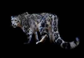 snow leopard flat_edited_edited.jpg