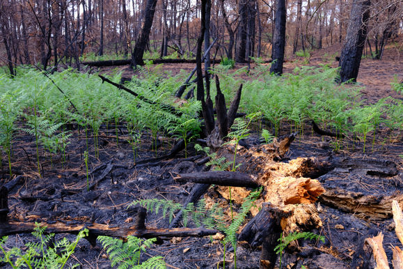 Incendies_Landes 32.jpg