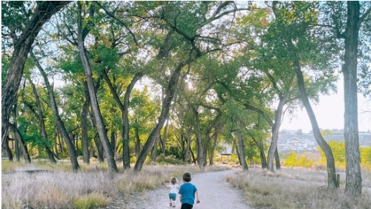 large trees in a small grove with a path running through it, two children run along the path
