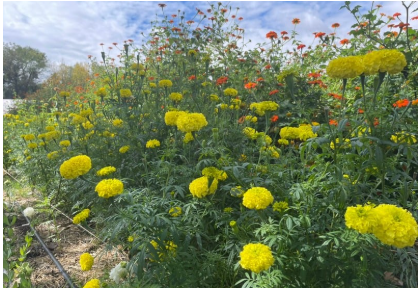 field of desert flowers of yellow and orange