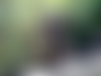 What Are the Health Issues with Boykin Spaniels: Common Concerns for Dog Owners