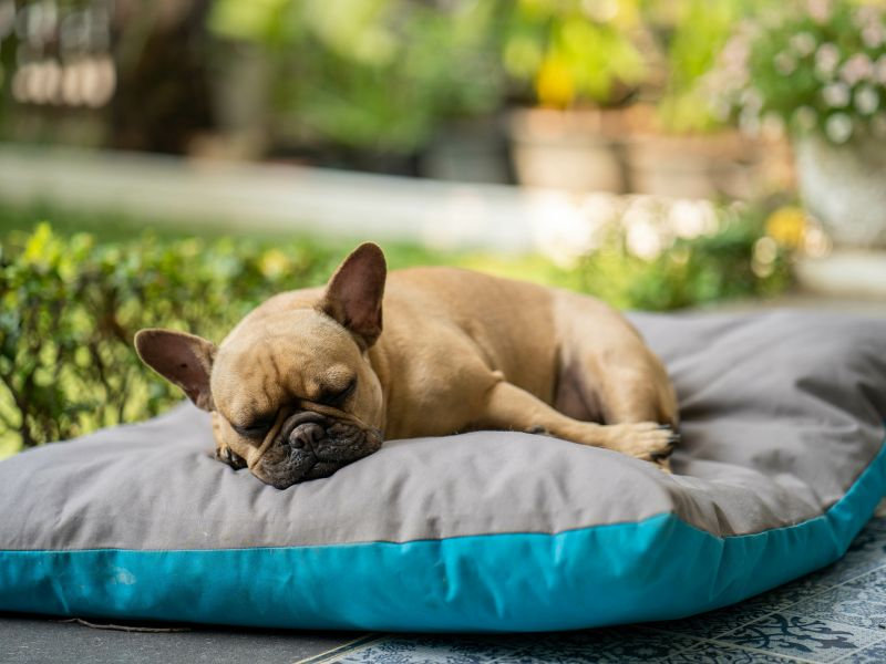how-long-does-a-french-bulldog-stay-in-heat