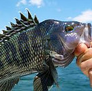 SeaBass