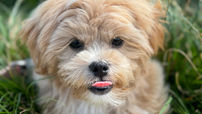 I need to socialize my puppy, but they’re not fully vaccinated!