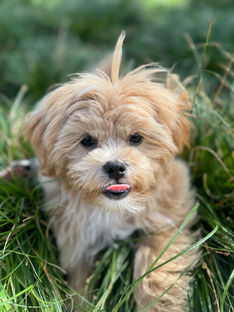 Help! I need to socialize my puppy, but they’re not fully vaccinated!