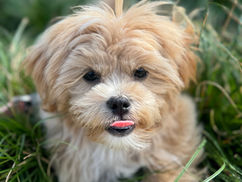  I need to socialize my puppy, but they’re not fully vaccinated!