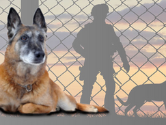 Podcast Episode: Honoring Our Canine Veterans: The Transition from Service to Retirement with Mission K9 Rescue's Bob Bryant