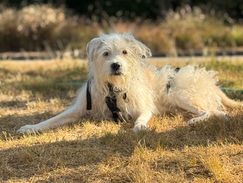 Some Soul Dogs Do Their Best Work From Afar