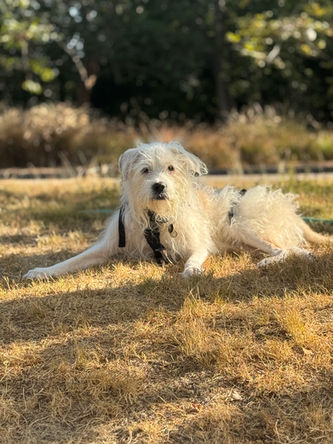 Some Soul Dogs Do Their Best Work From Afar