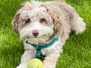 Navigating The Rising Costs of Veterinary Care