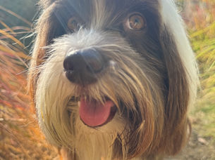 About Your Off Leash Dog