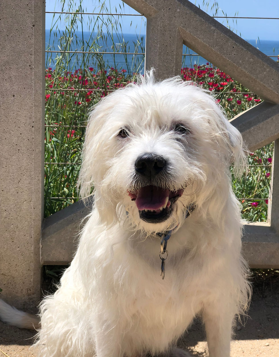 Resilience From My Rescue Dog