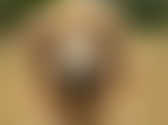 What Does It Mean to Let Your Dog Be a Dog?