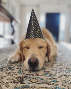 New Year Intentions For Pet Parents