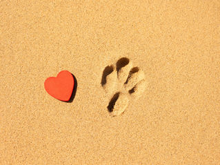 Navigating the Loss of a Beloved Pet