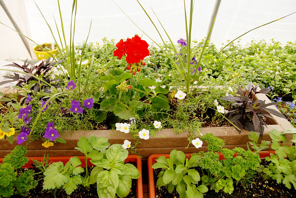 Nachtigalls Greenhouse, Rapid City Greenhouses, Serving the Black Hill