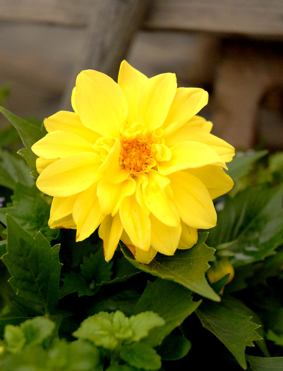Nachtigalls Greenhouse, Rapid City Greenhouses, Serving the Black Hill