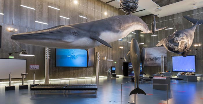 5 - Whale museum