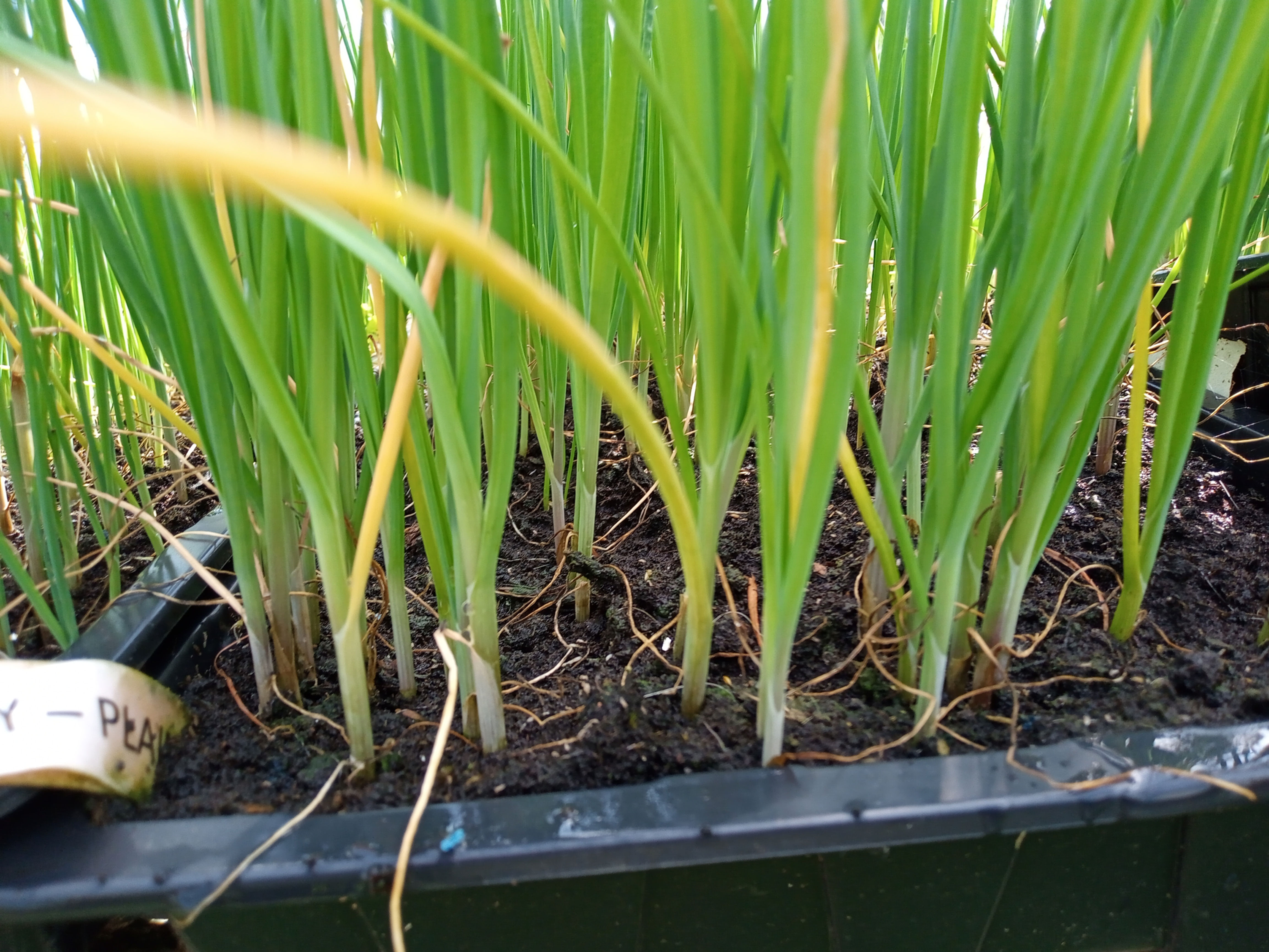 Close-up of vibrant green onion seedlings in a tray