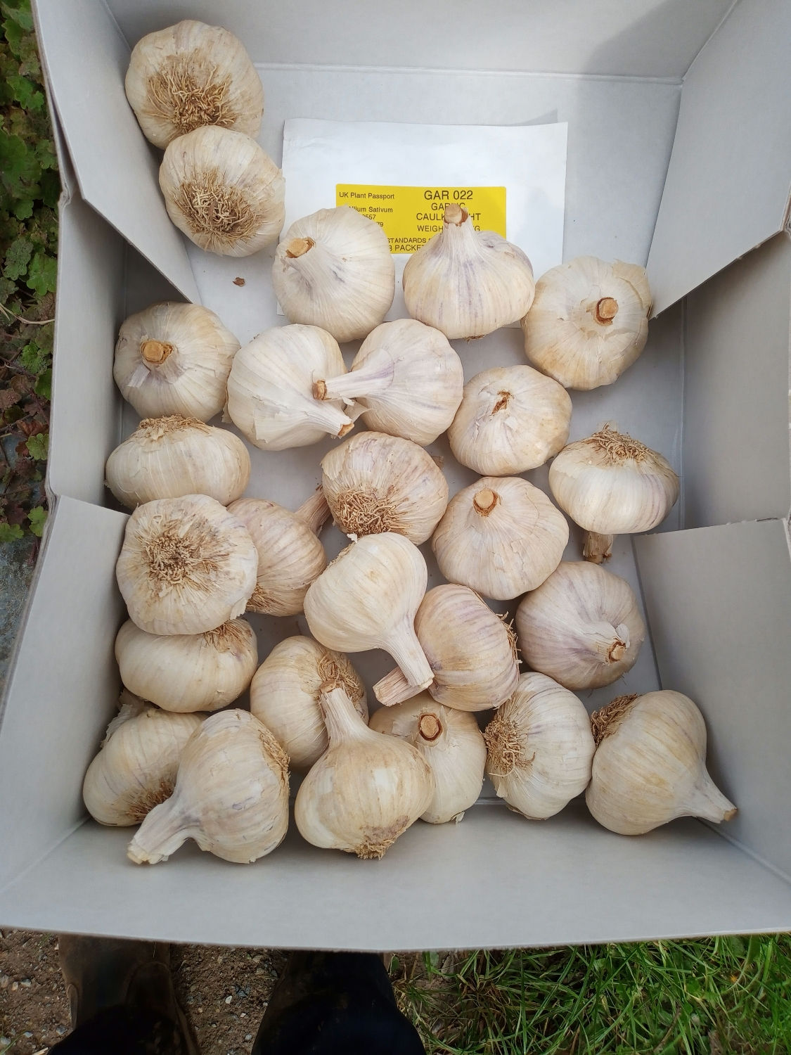 Caulk Wight Garlic bulb.