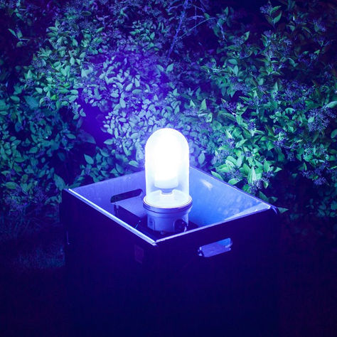 The magic of moths!