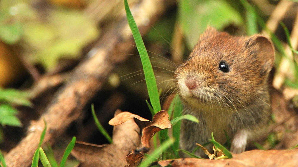 Small mammals of British gardens